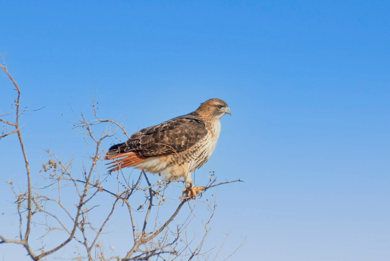 Red-tailed Hawk