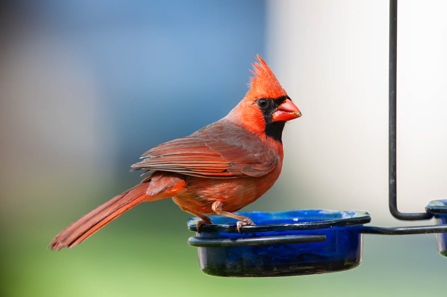 Northern Cardinal-Male