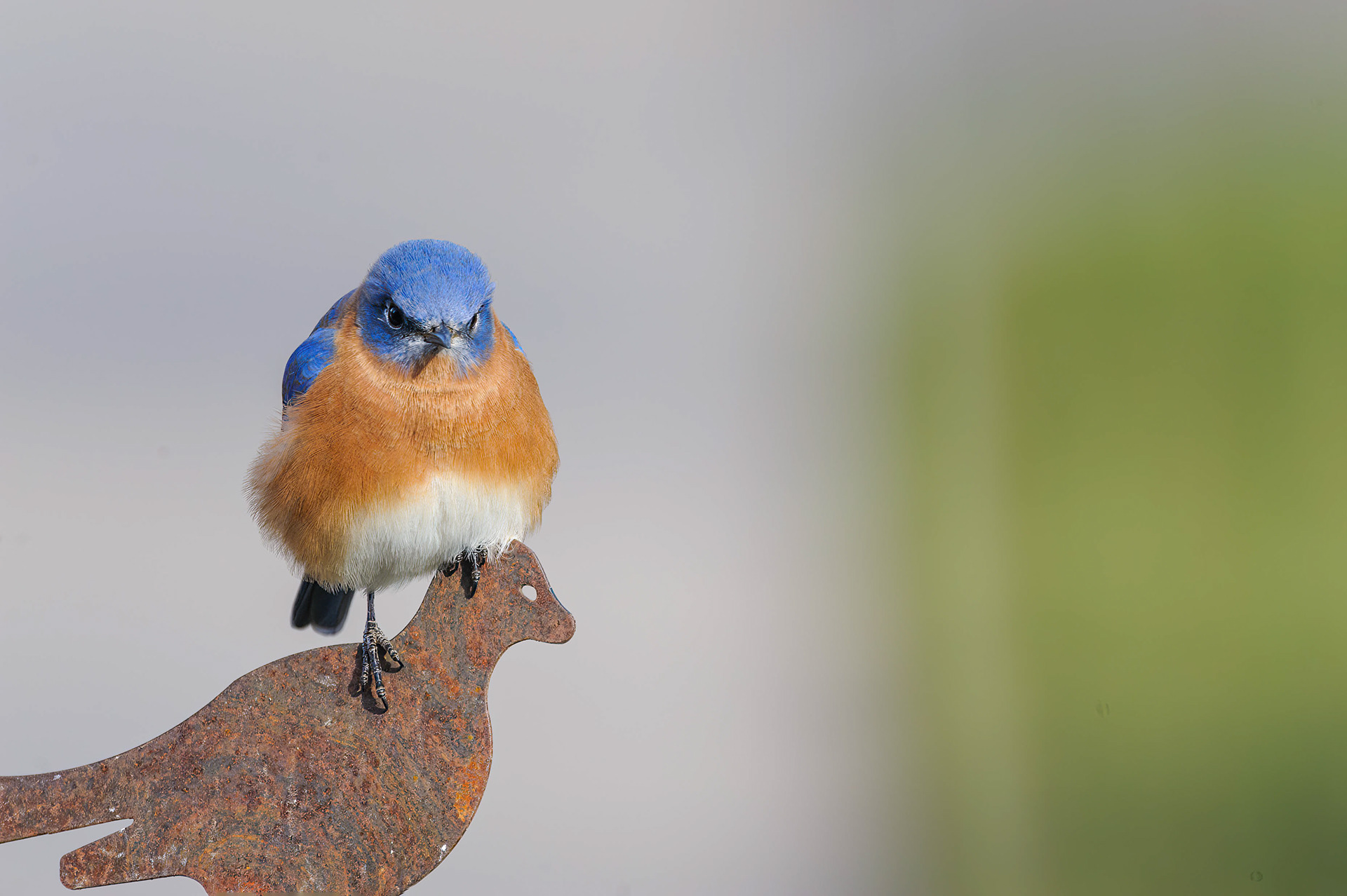 Eastern Bluebird-Male