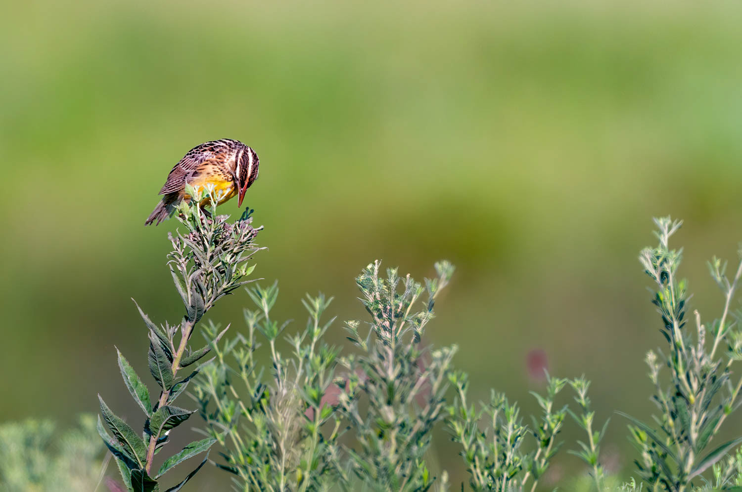 Eastern Meadowlark