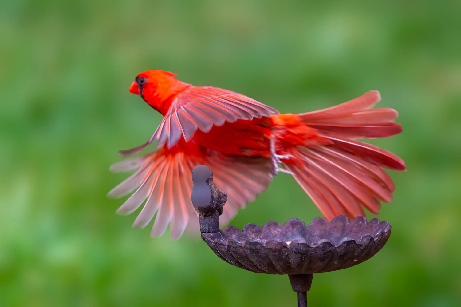 Northern Cardinal - Male