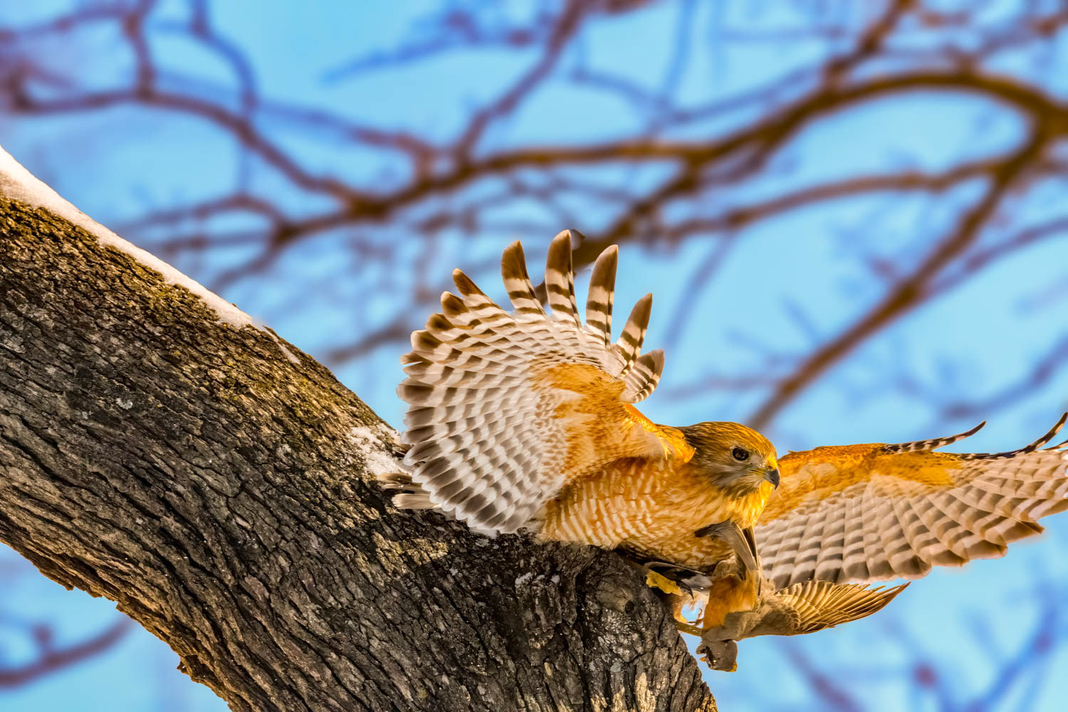 Red-shouldered Hawk