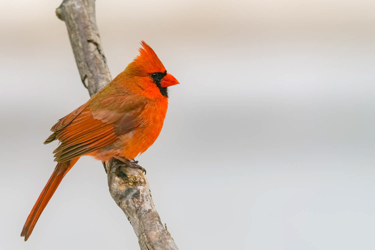 Northern Cardinal - Male