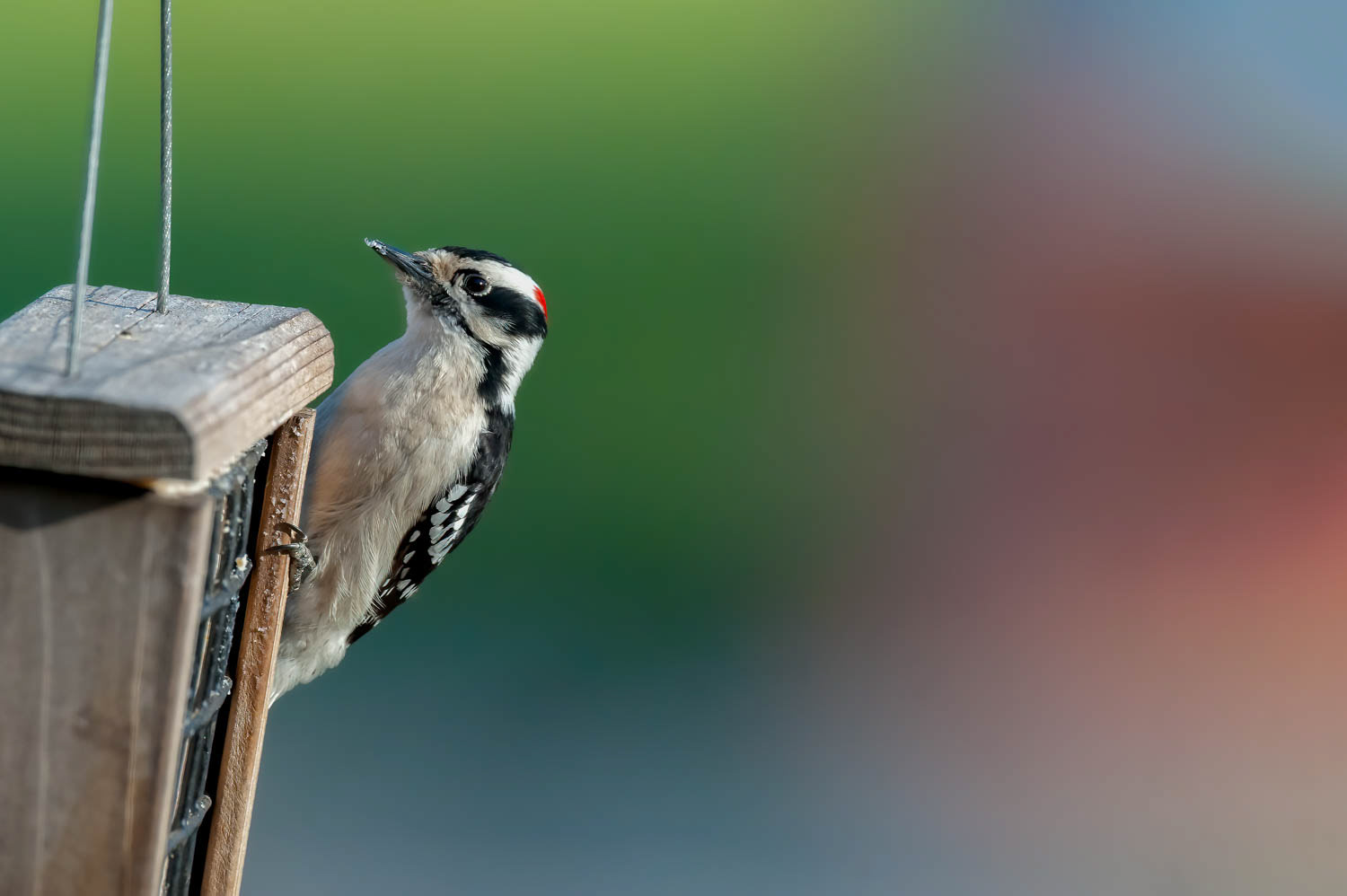 Downy Woodpeclers - Male