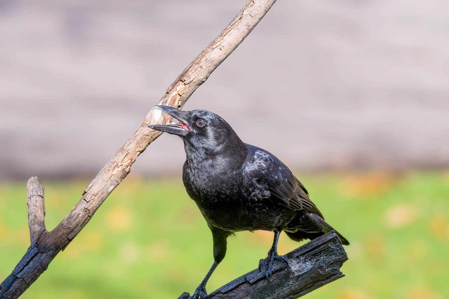 American Crow