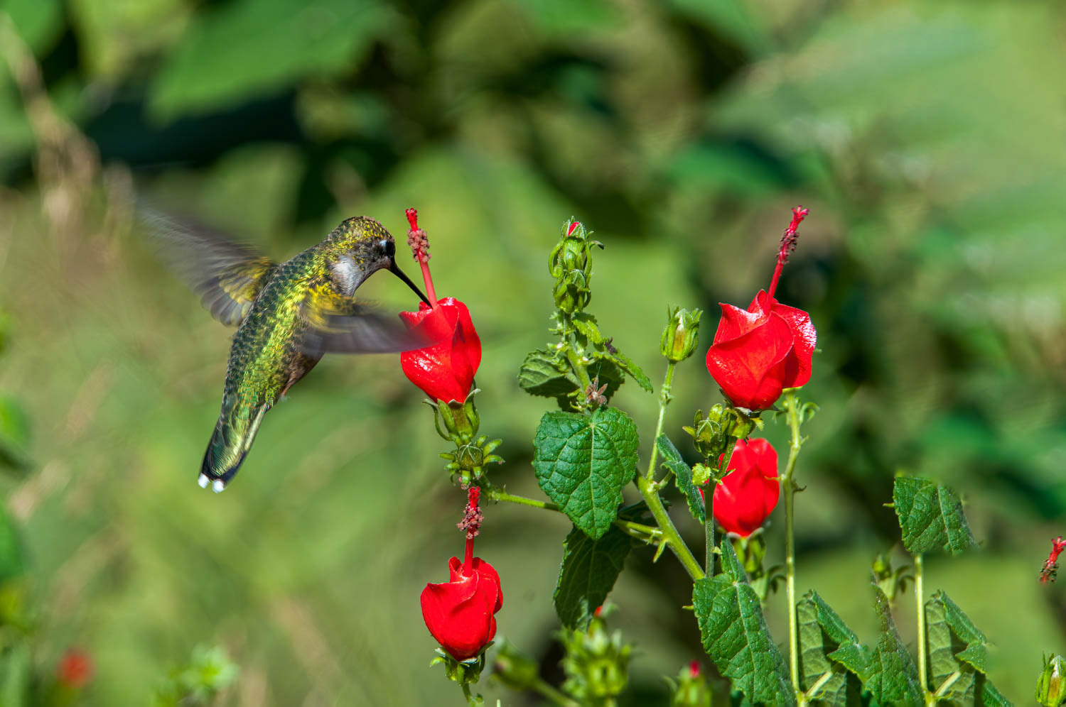 Ruby-throated Humming Bird 