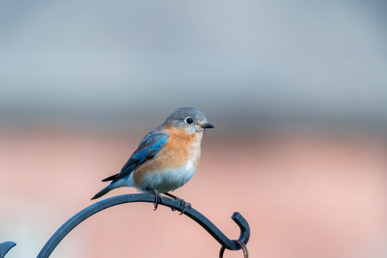 Eastern Bluebird-Female