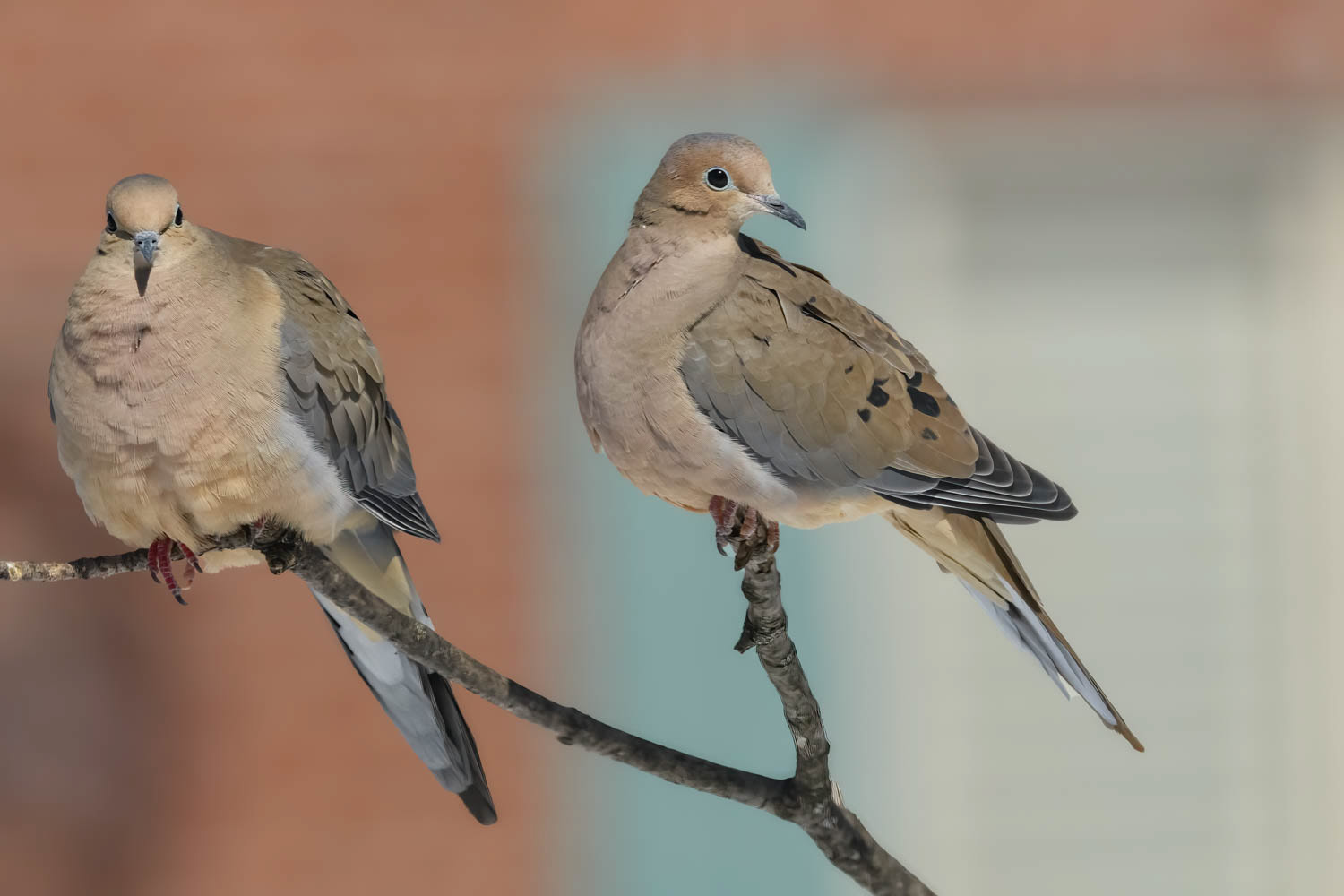 Mourning Doves