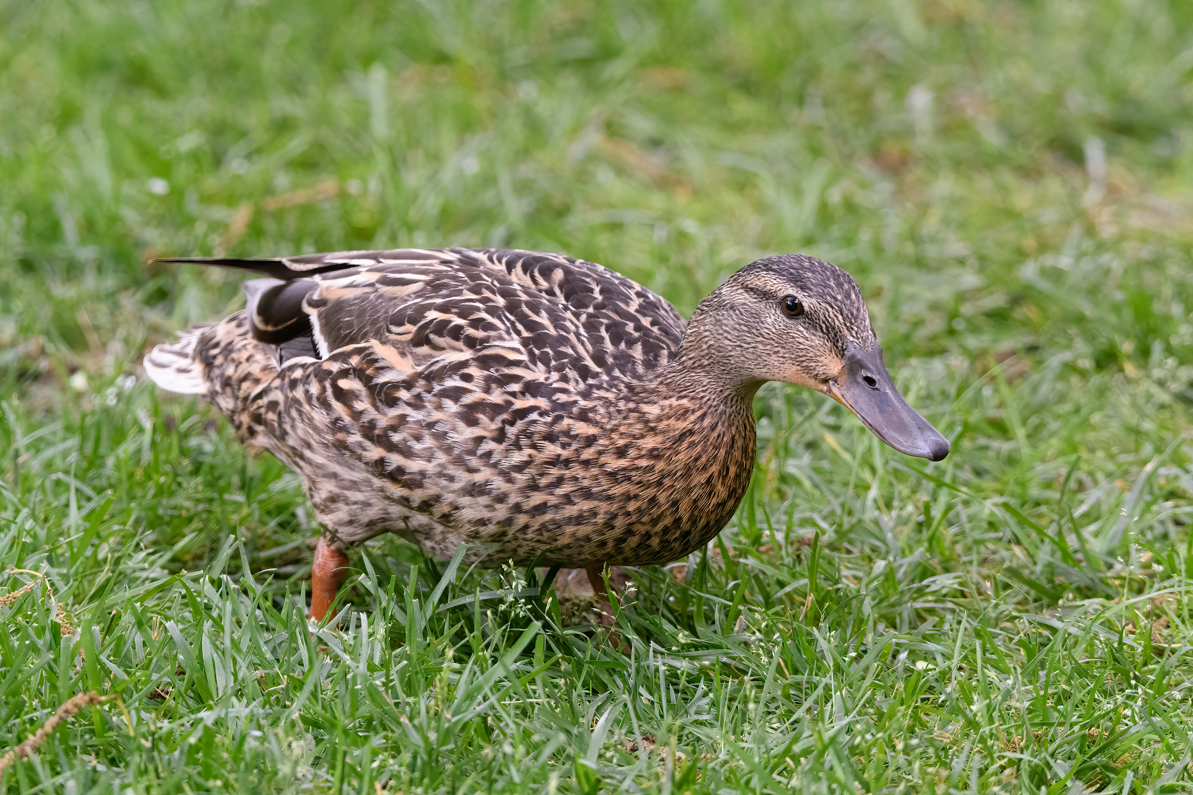 Mallard Hen
