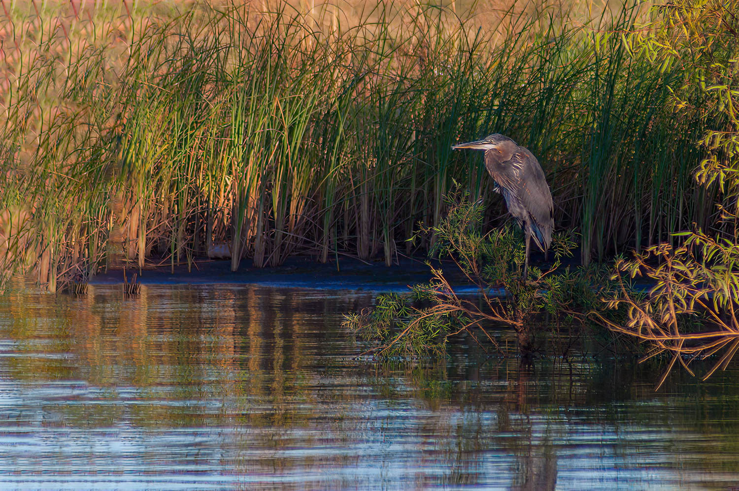 Great Blue Heron