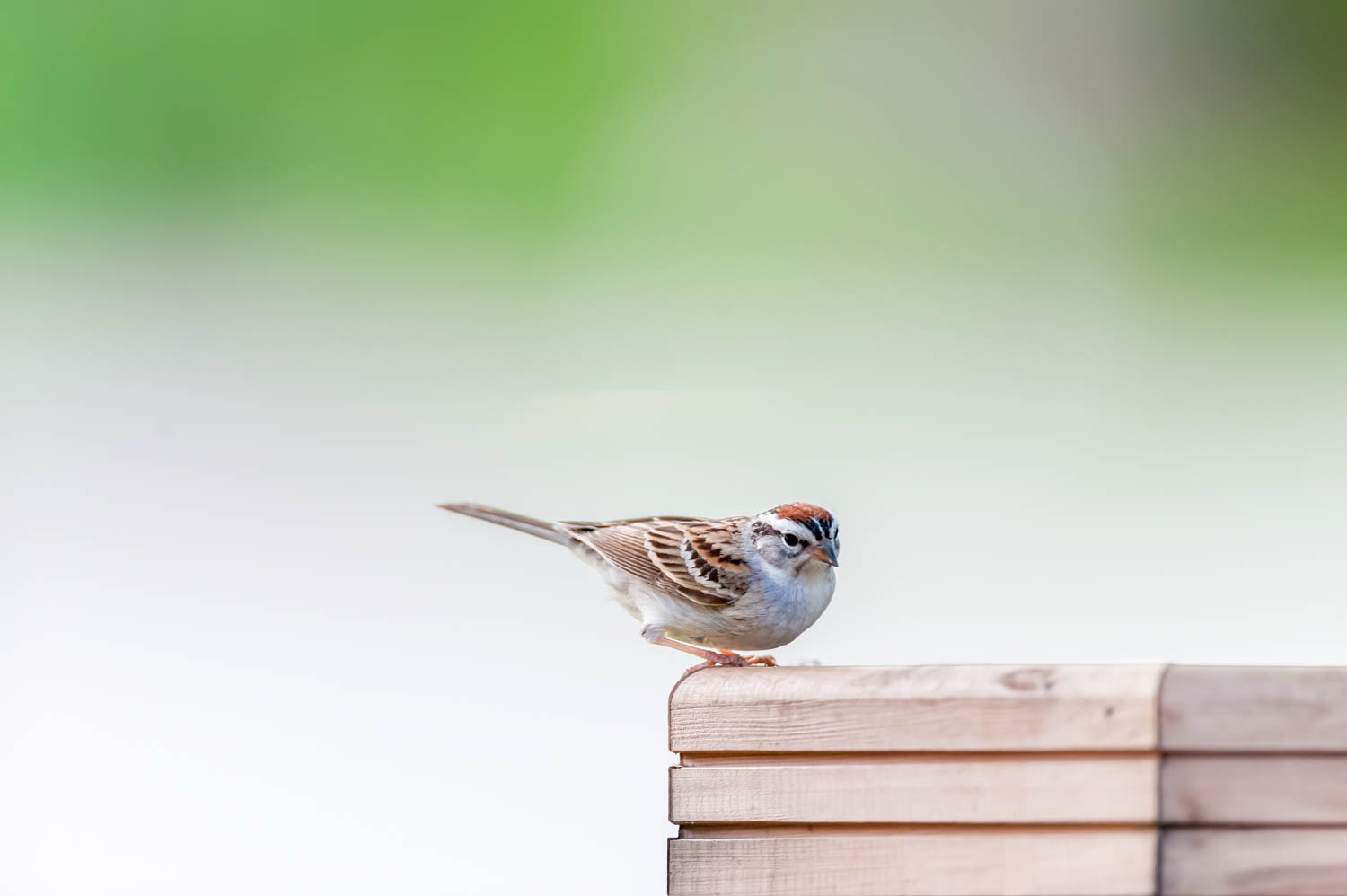 Chipping Sparrow