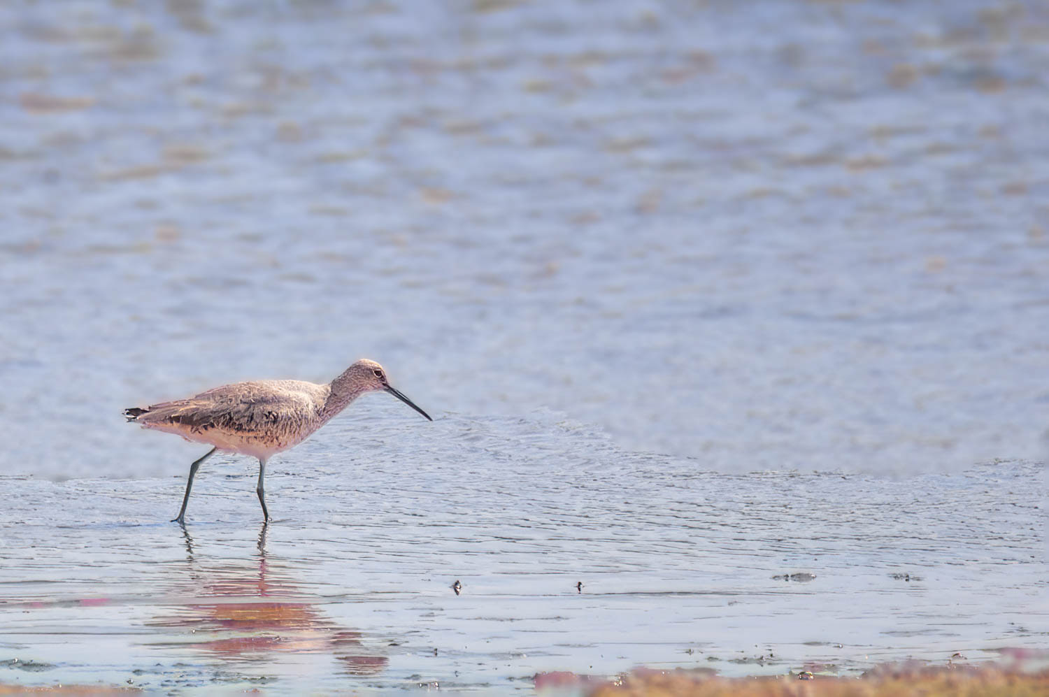 Willet