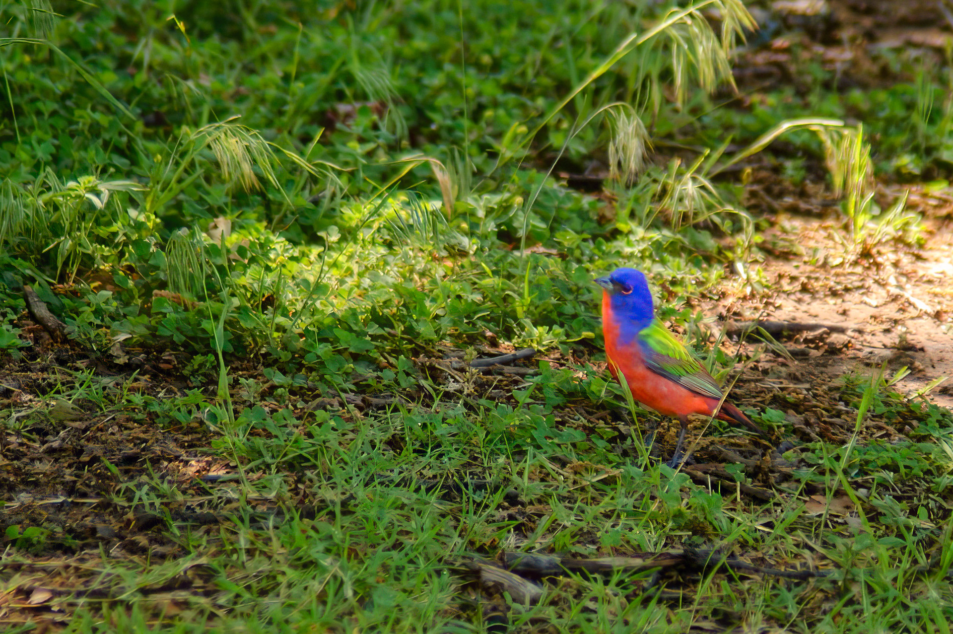 Male Painted Bunting