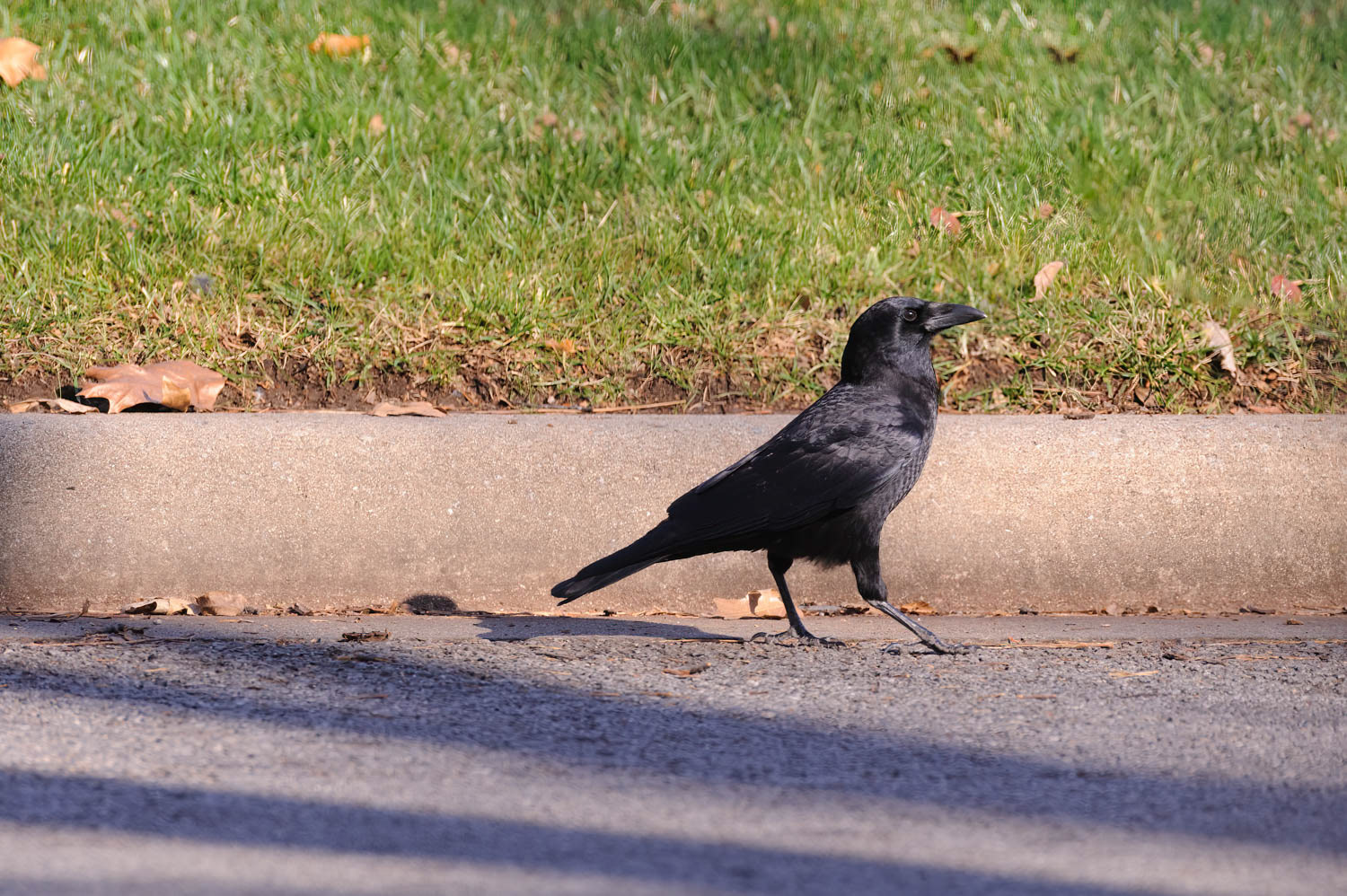 American Crow