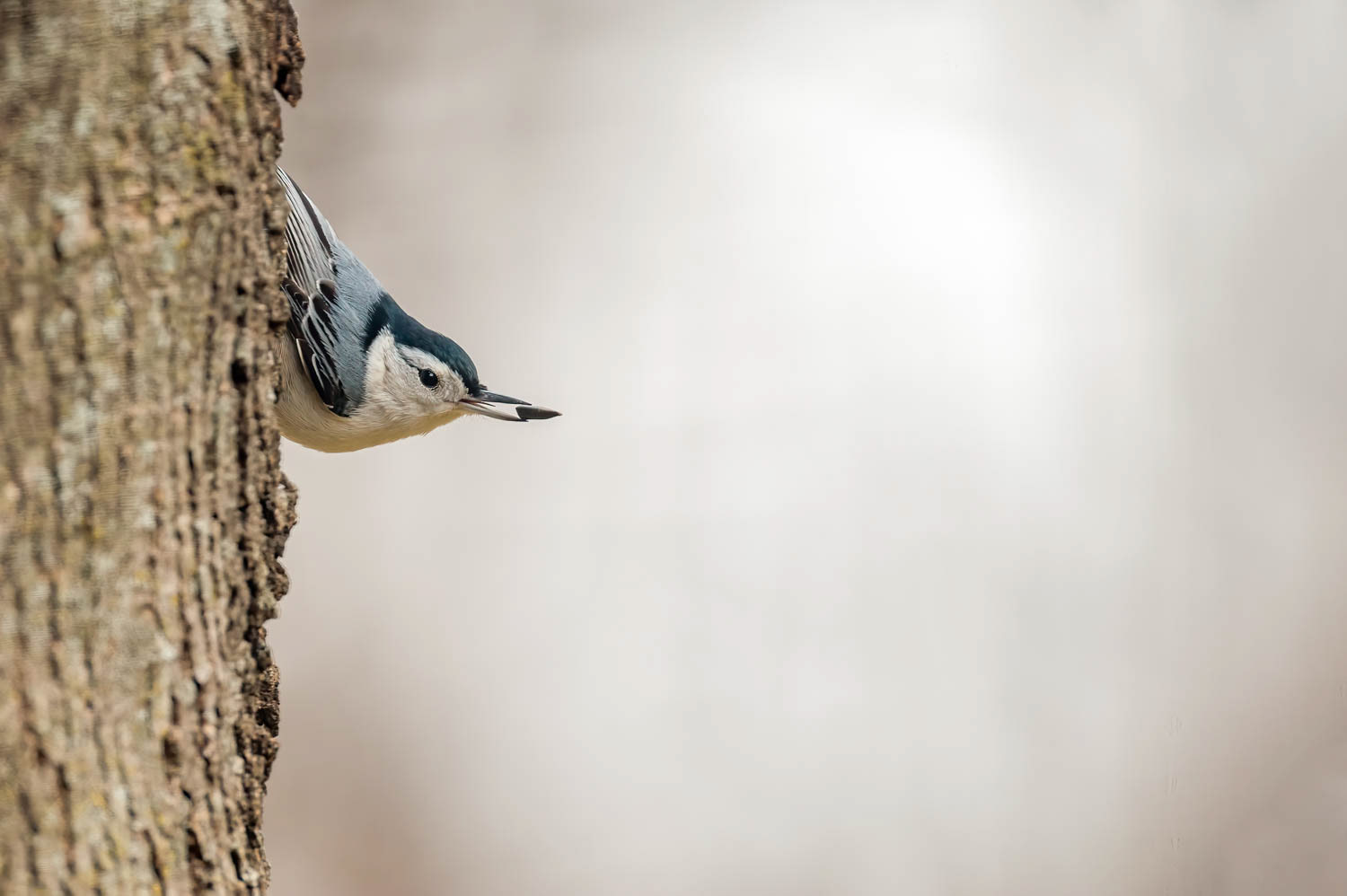 White-breasted Nuthatch