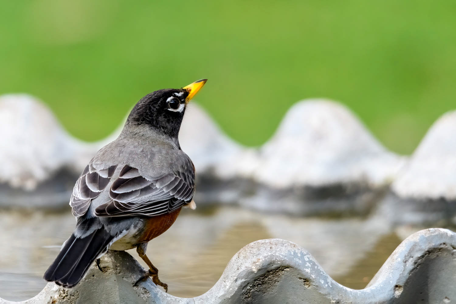 American Robin