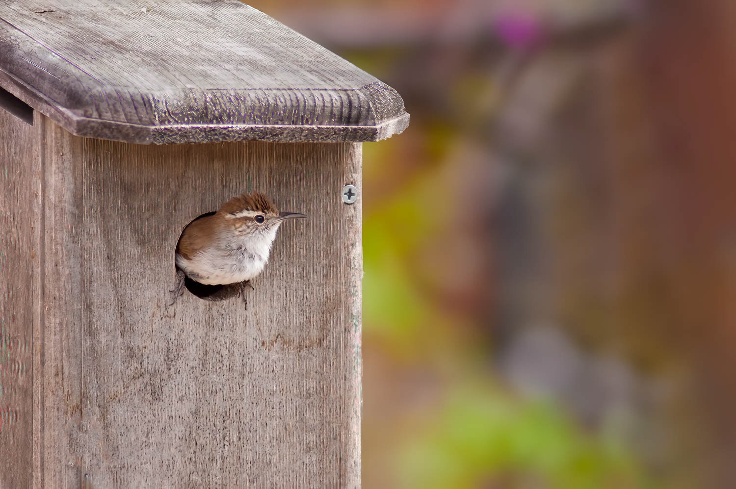 Bewick's Wren