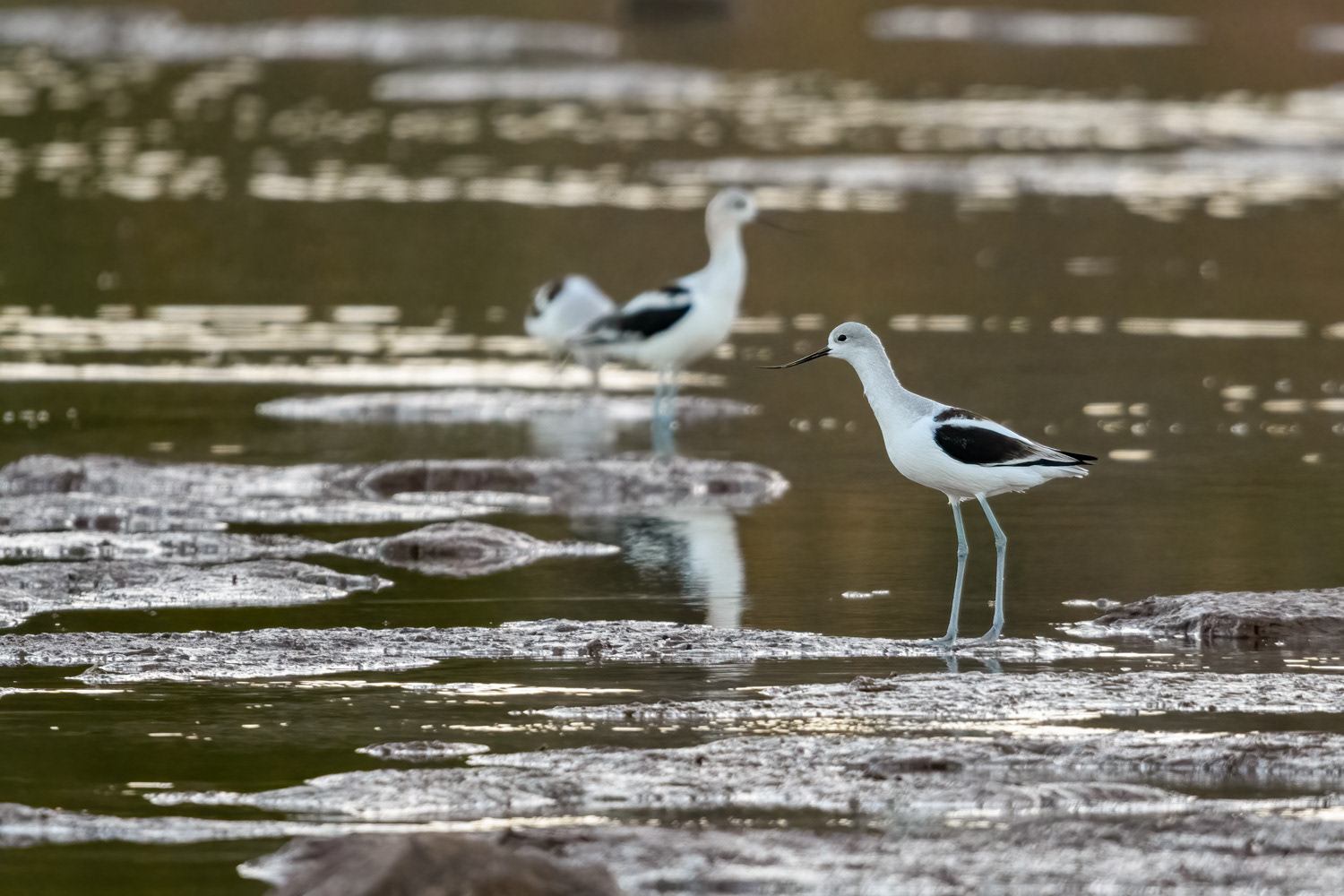 American Avocets