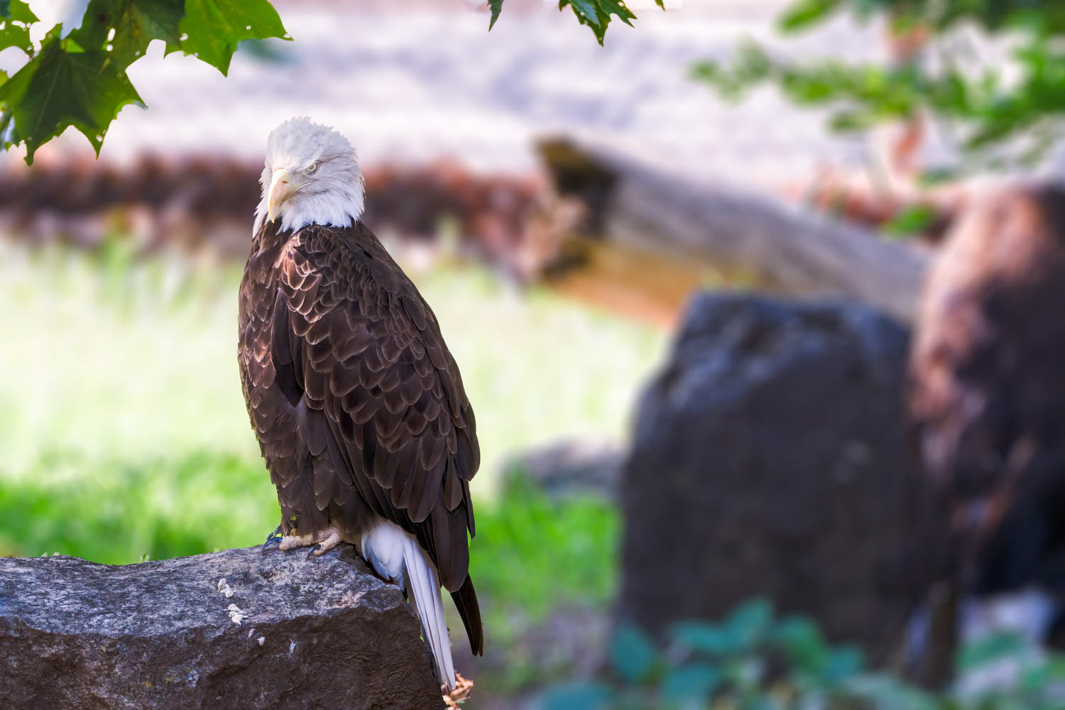 Bald Eagle