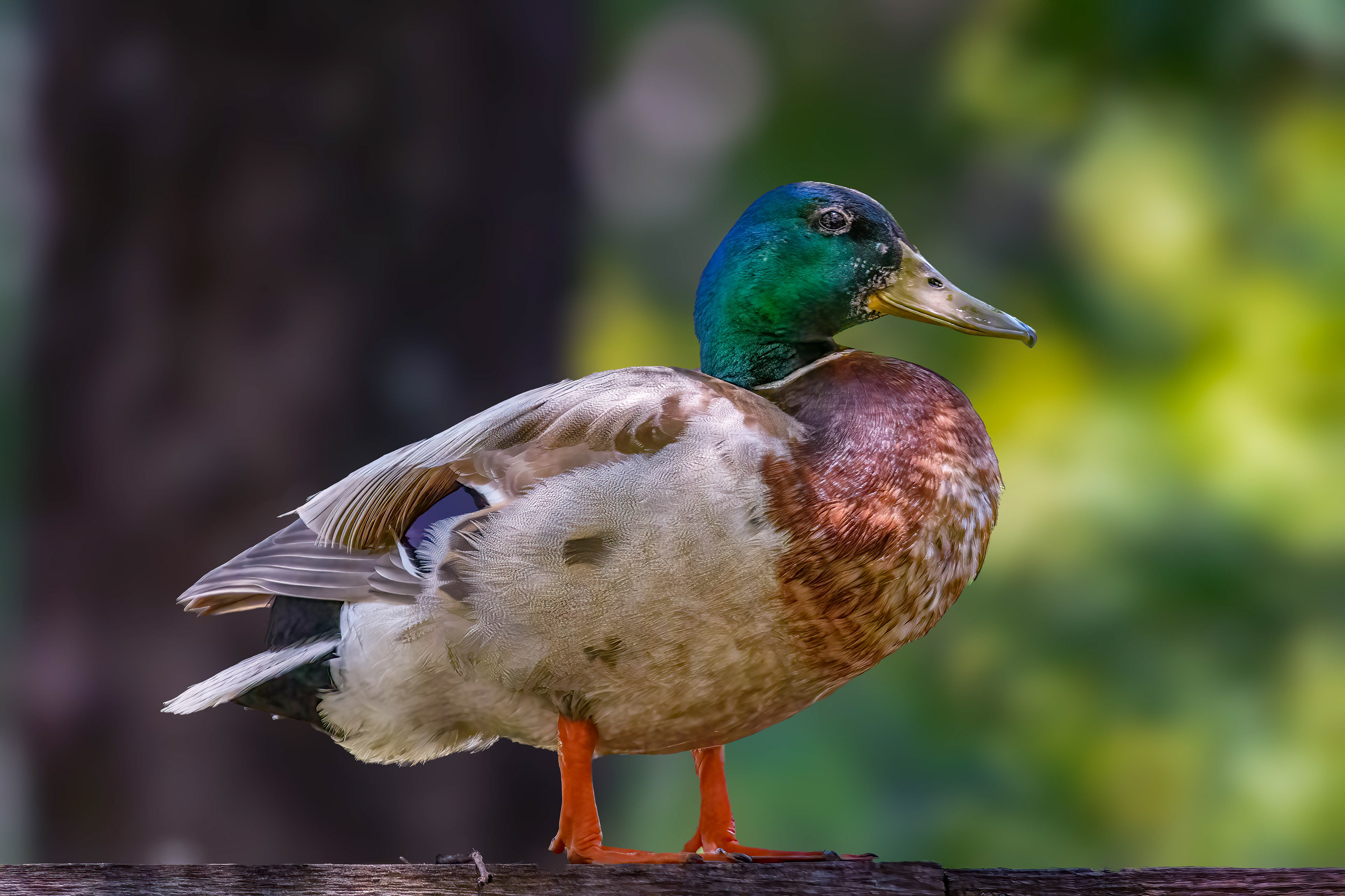 Mallard Drake