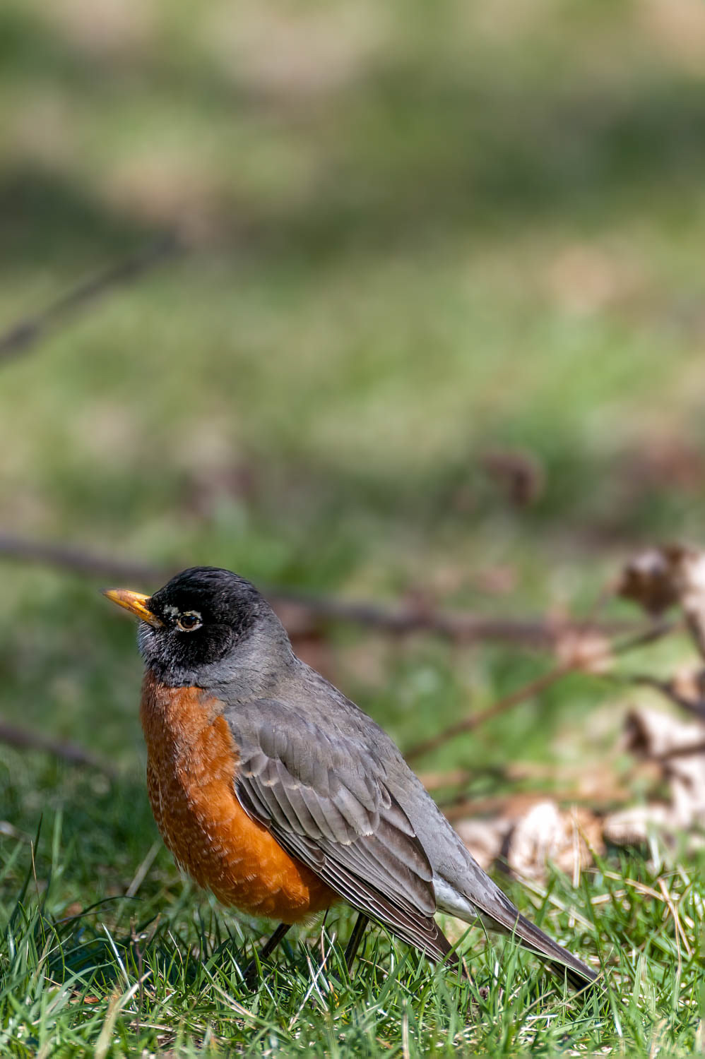 American Robin