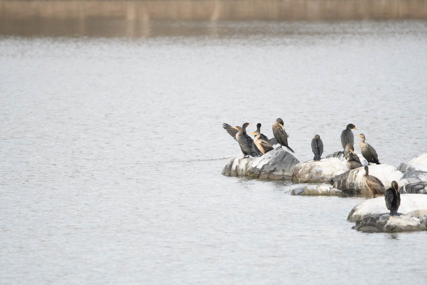 Double-crested Cormorant