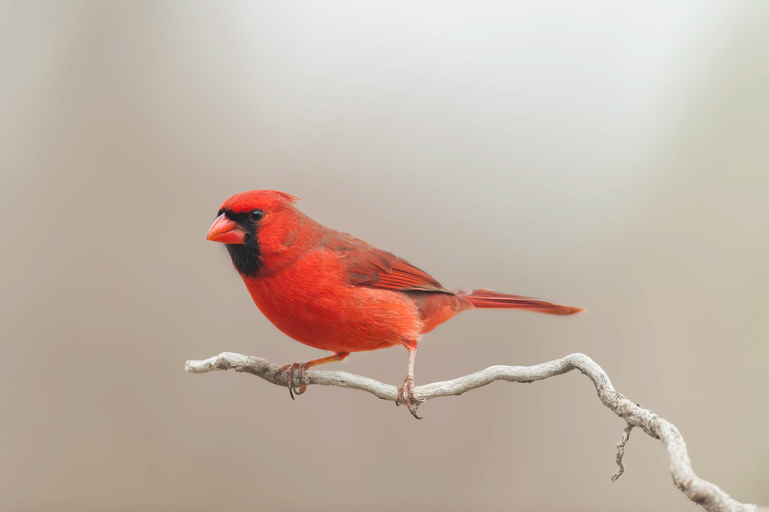 Northern Cardinal - Male