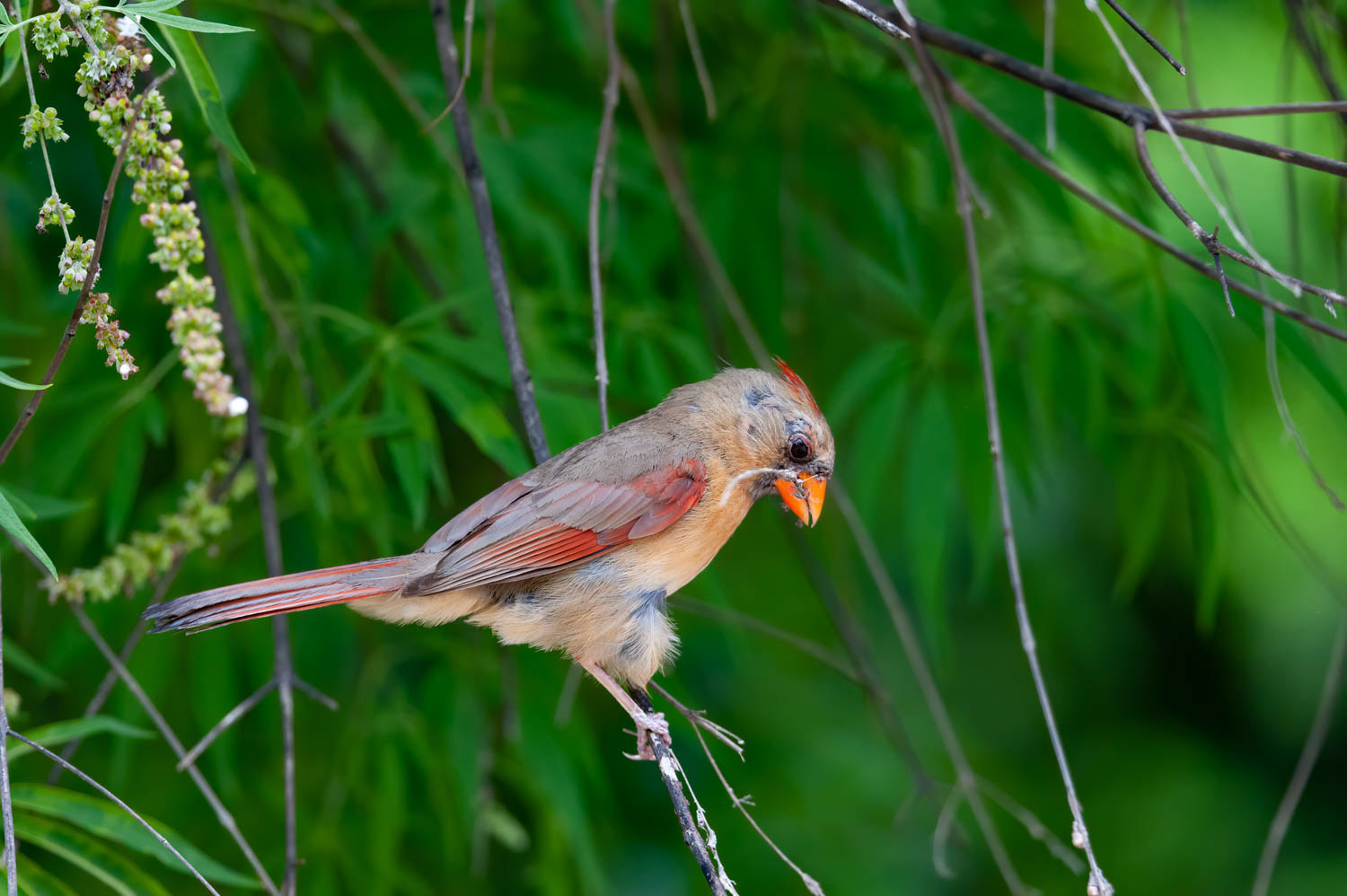Northern Cardinal-Female