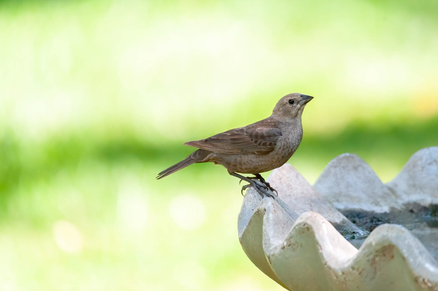 Brown-headed Cowbird-Female