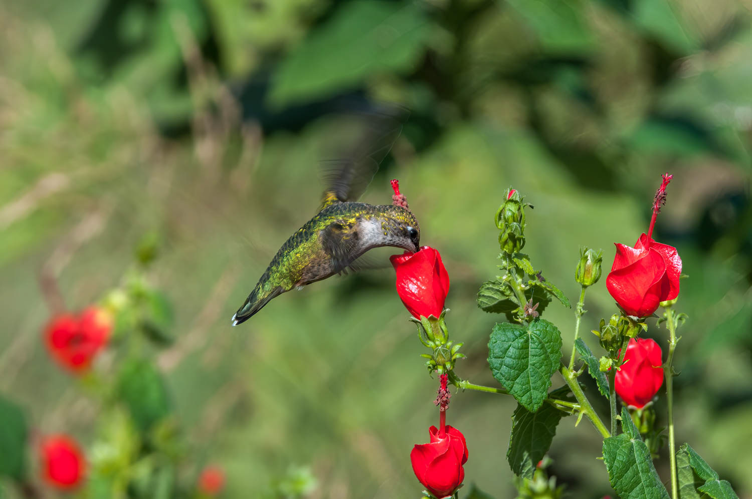 Ruby-throated Humming Bird