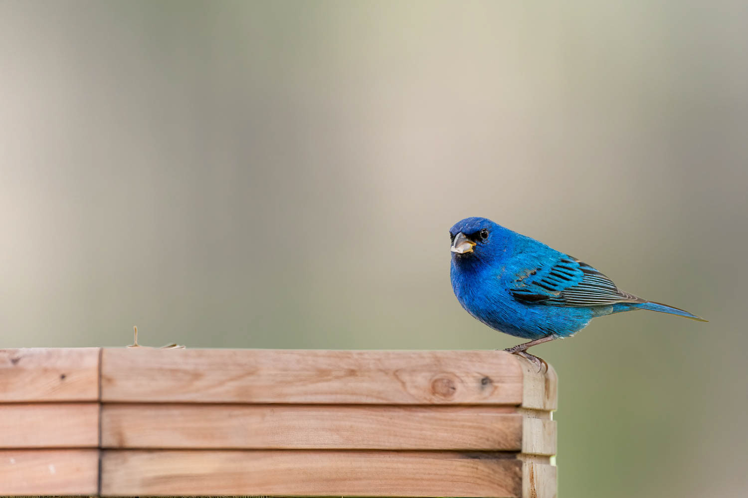 Indigo Bunting-Male