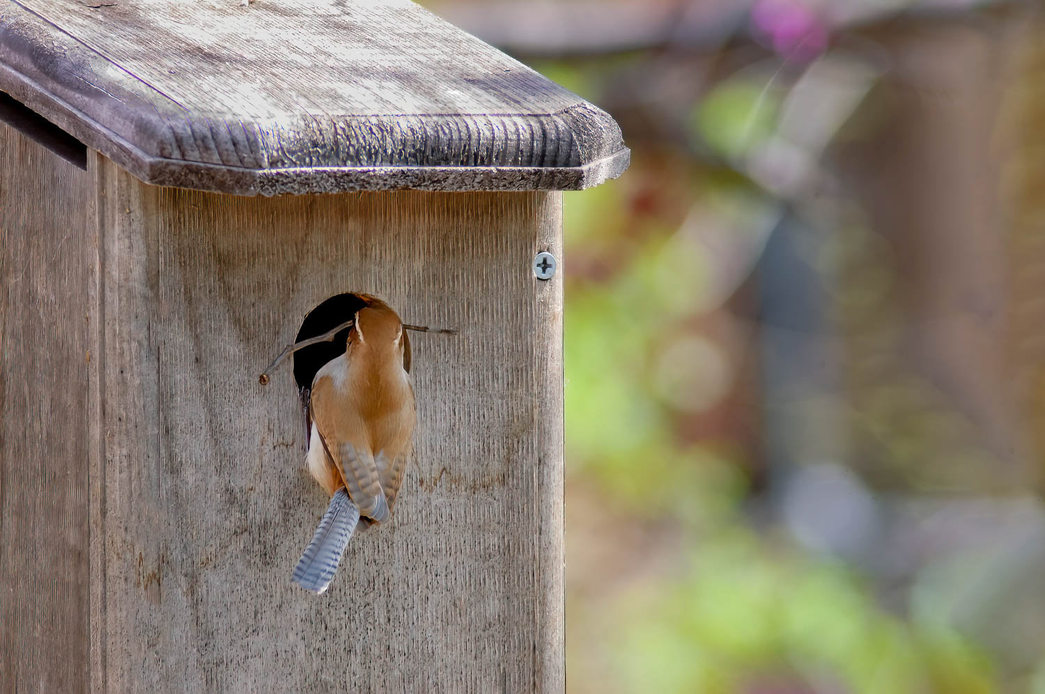 Bewick's Wren