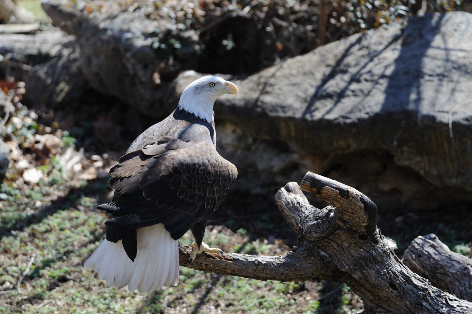 Bald Eagle