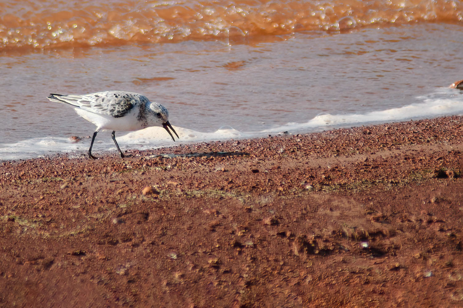 Sanderling