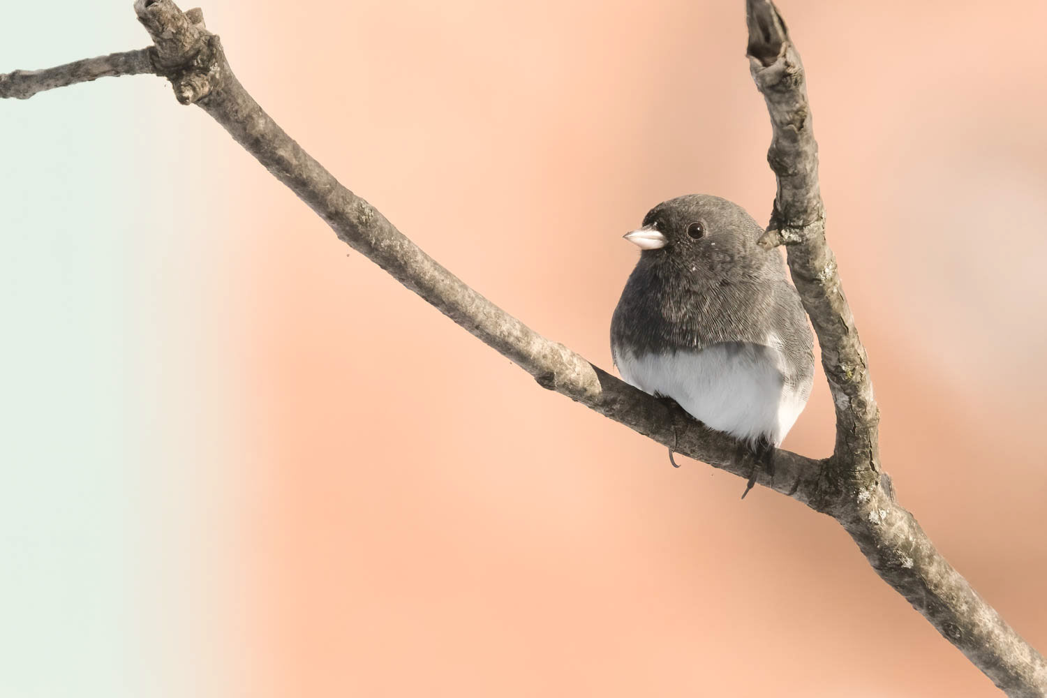 Oregon Junco