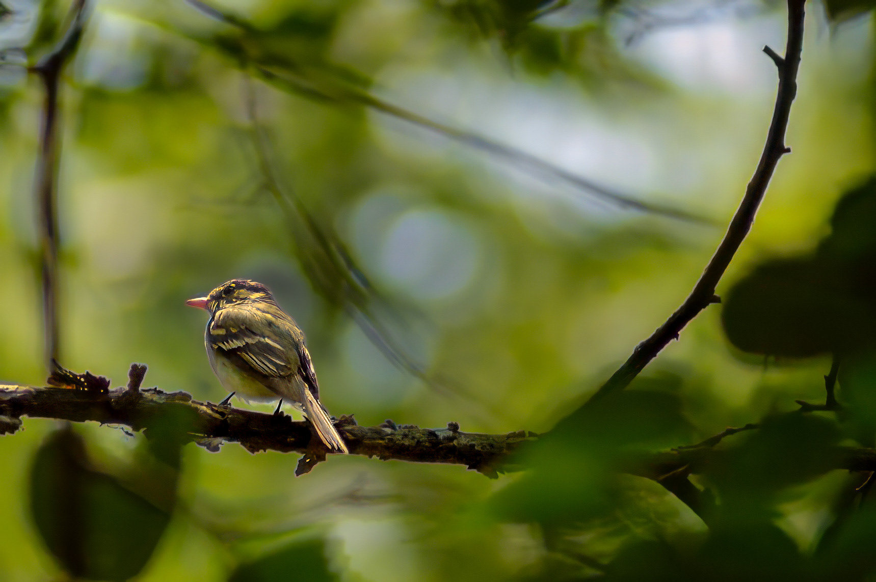 White-eyed Vireo (Identification)