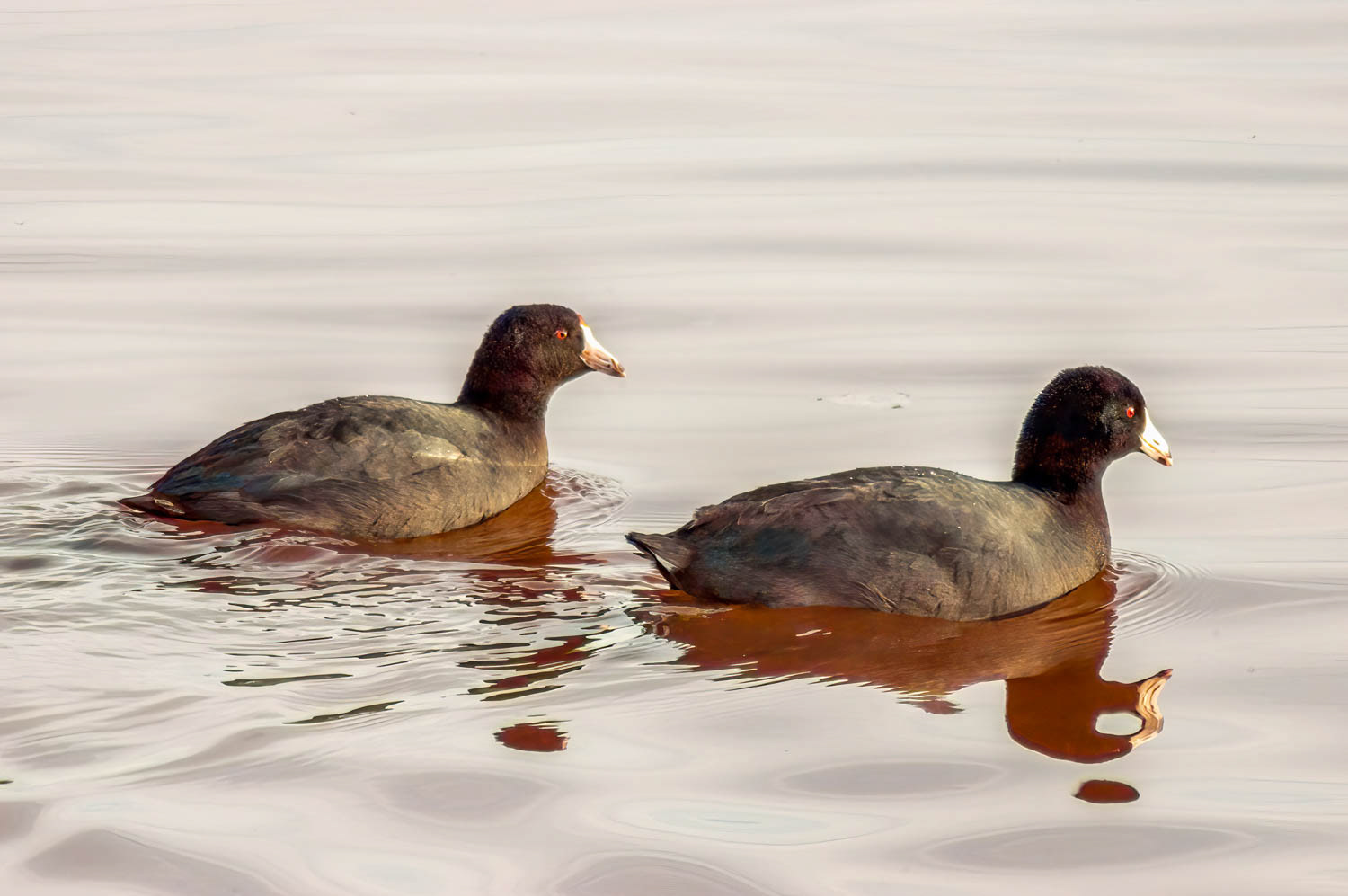 American Coots