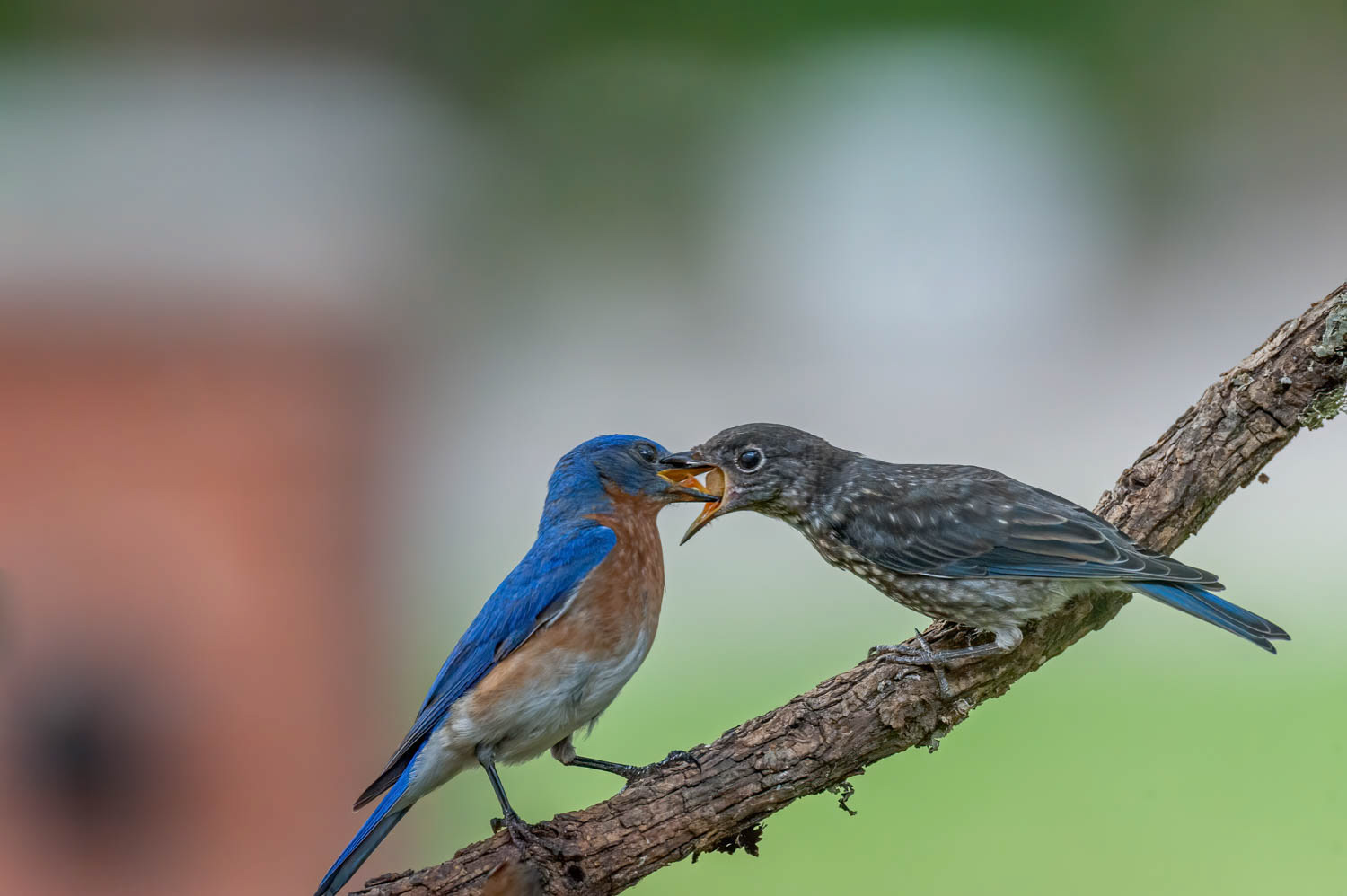 Juvenile Bluebird