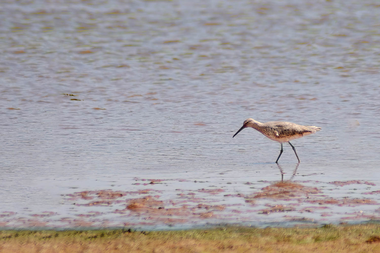 Willet