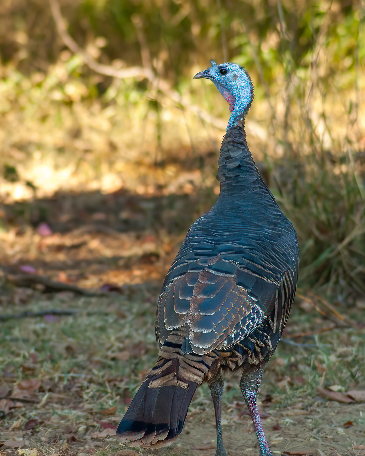 Wild Turkey