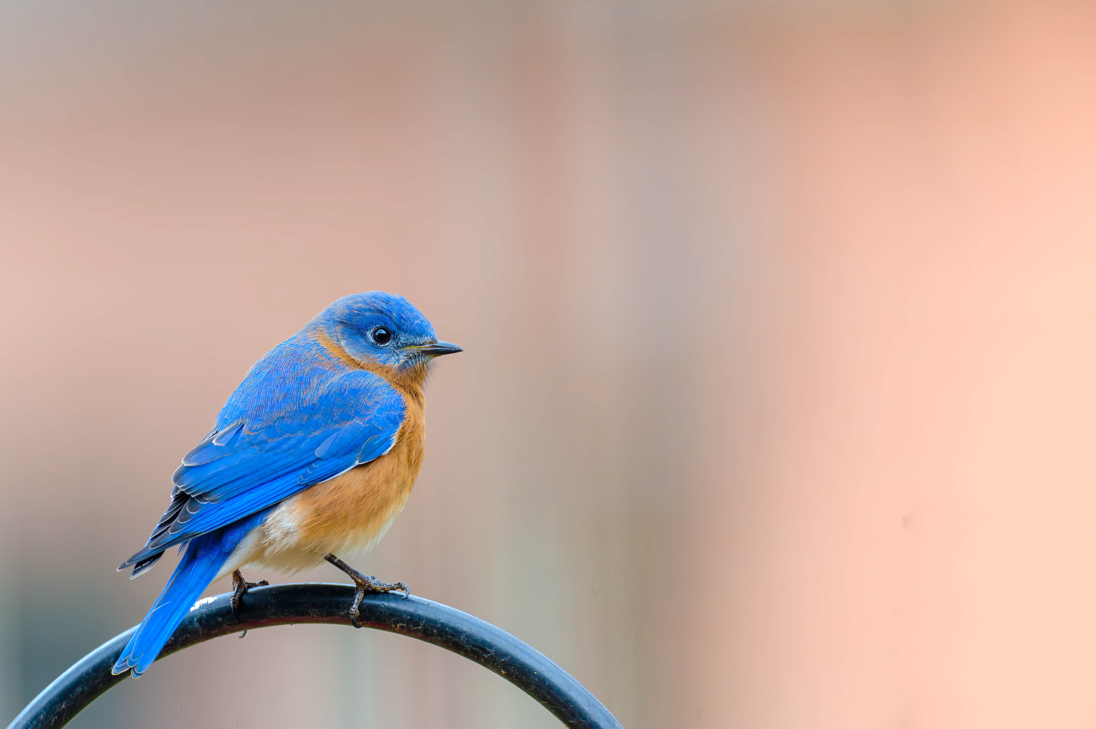 Eastern Bluebird-Male