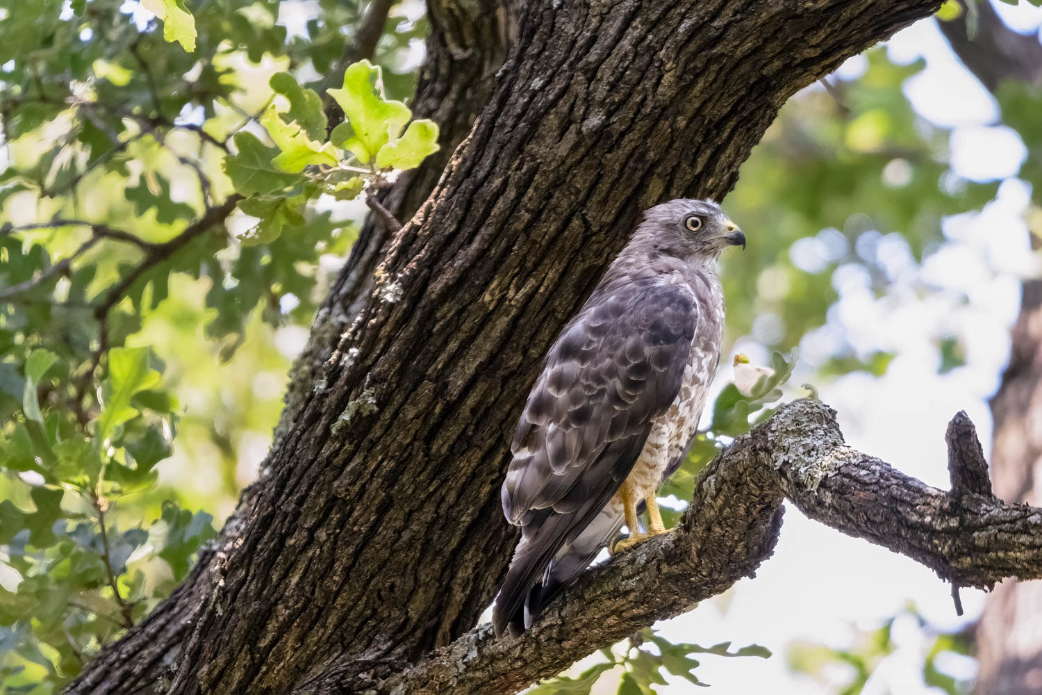 Broad-winged Hawk