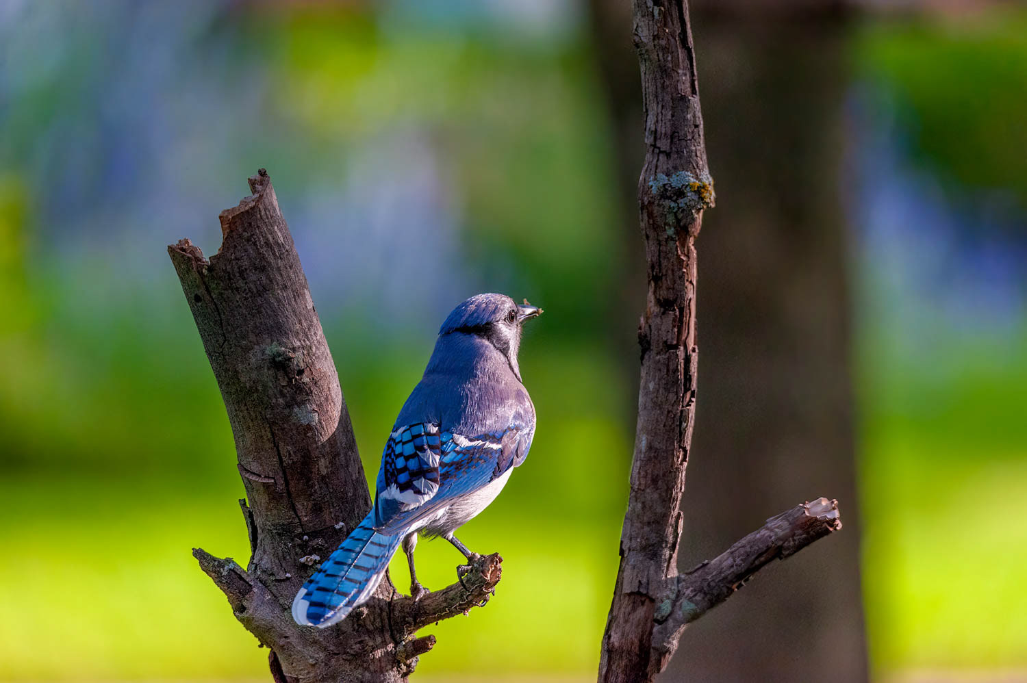Bluejay