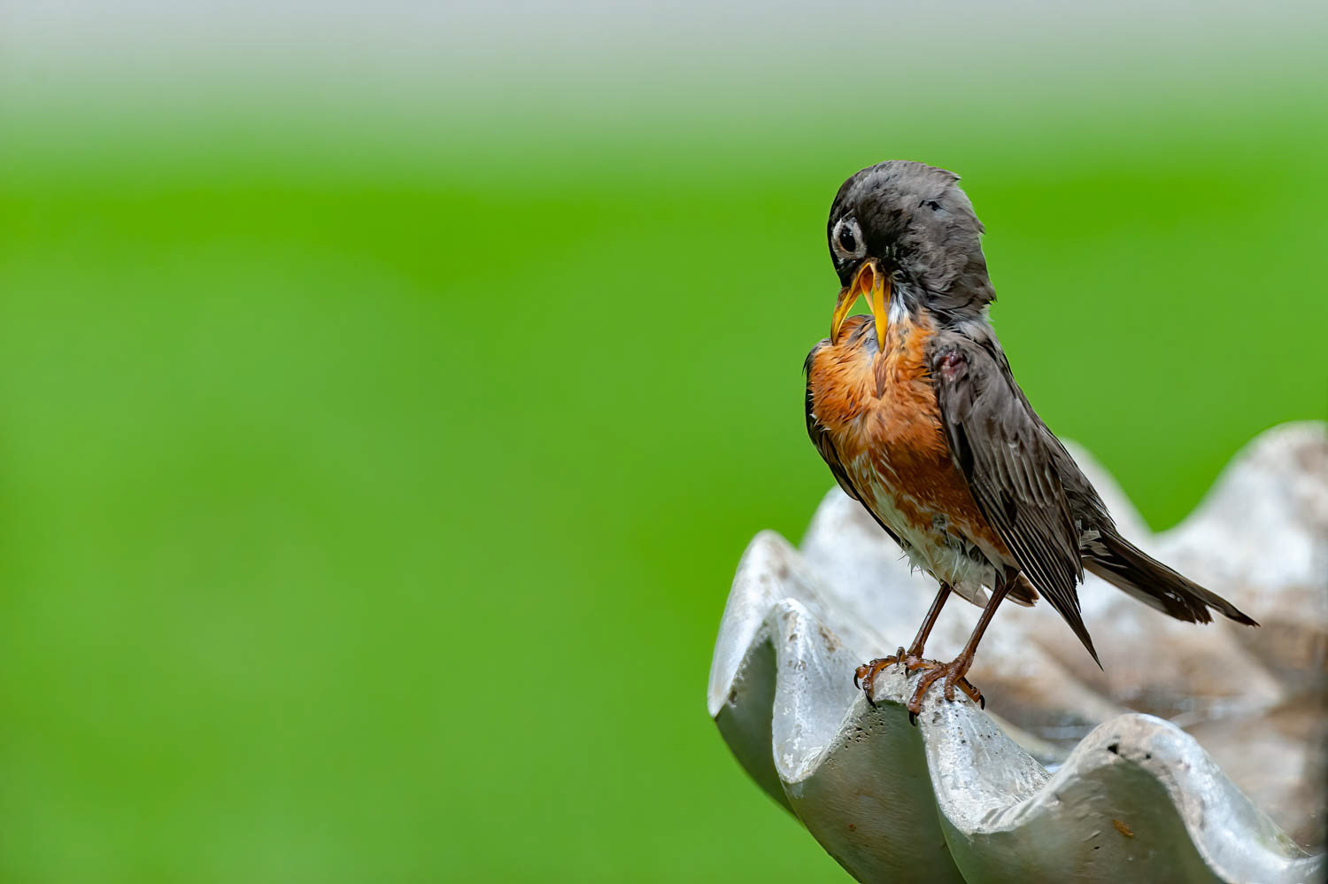 American Robin