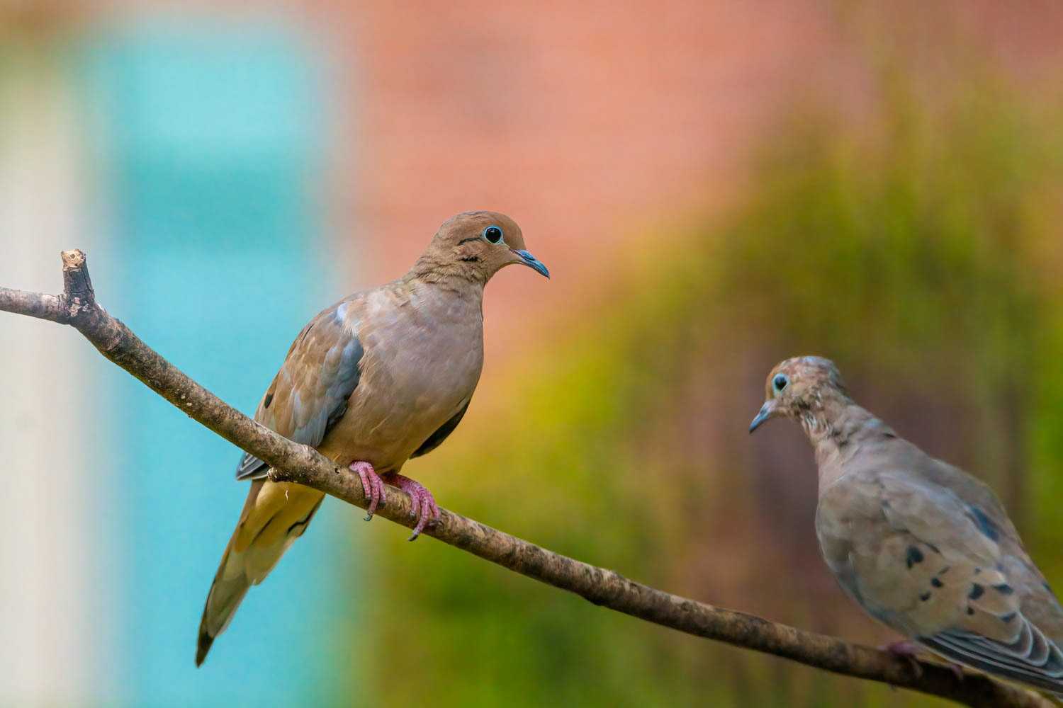 Mourning Doves