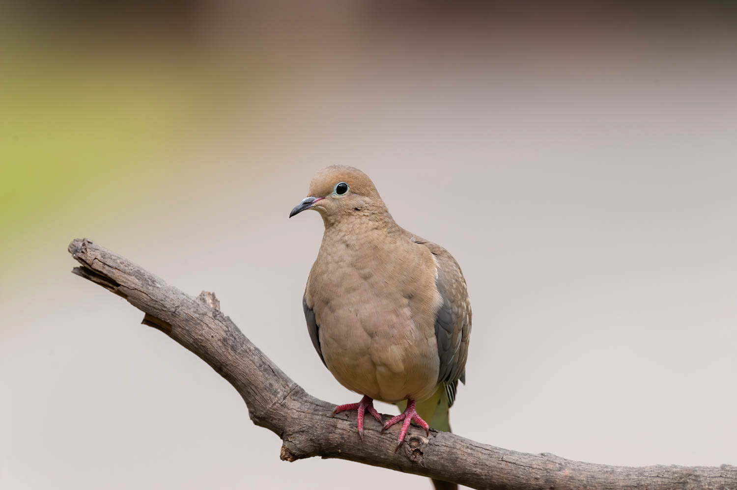 Mourning Dove