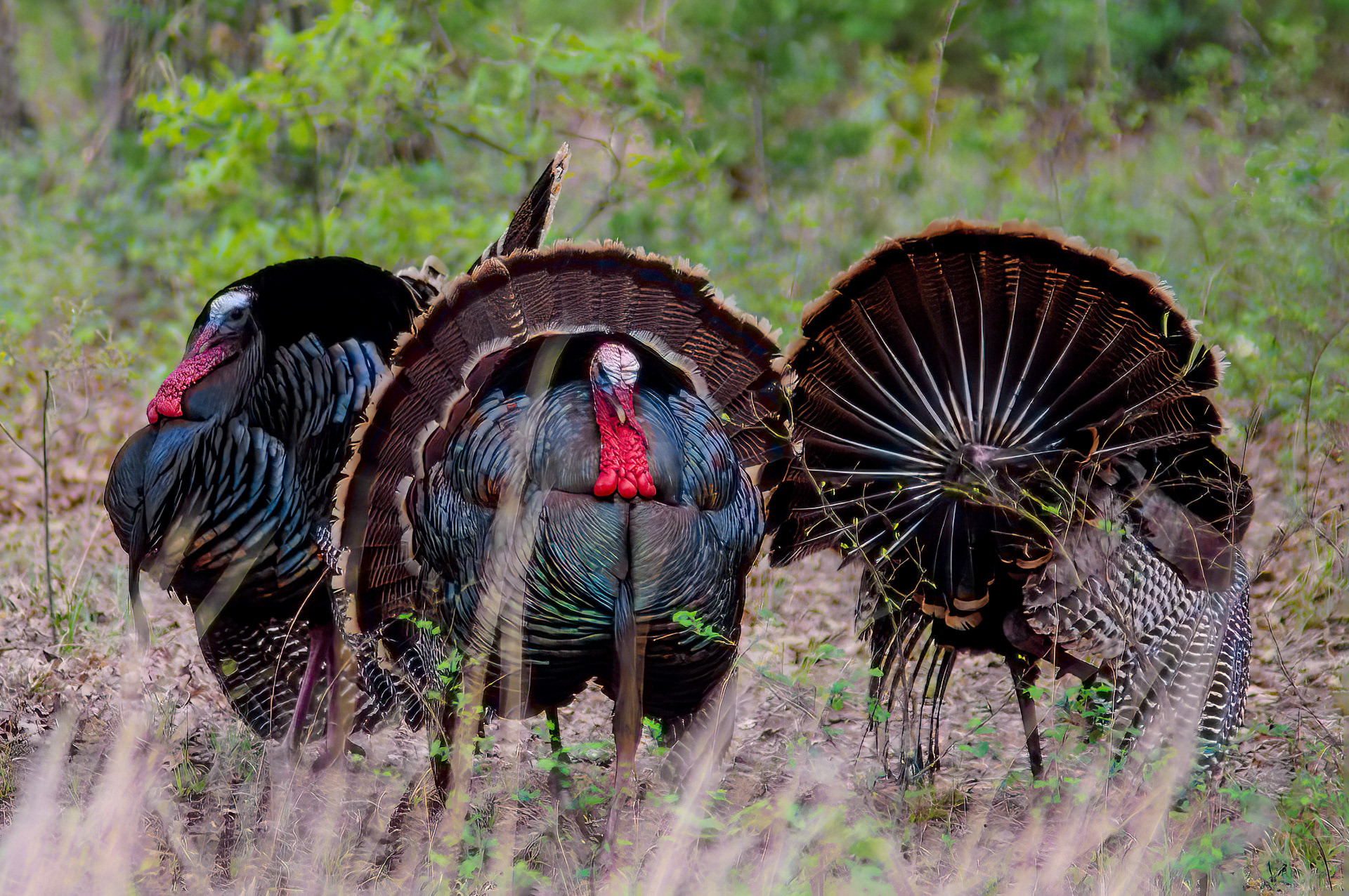 Wild Turkey