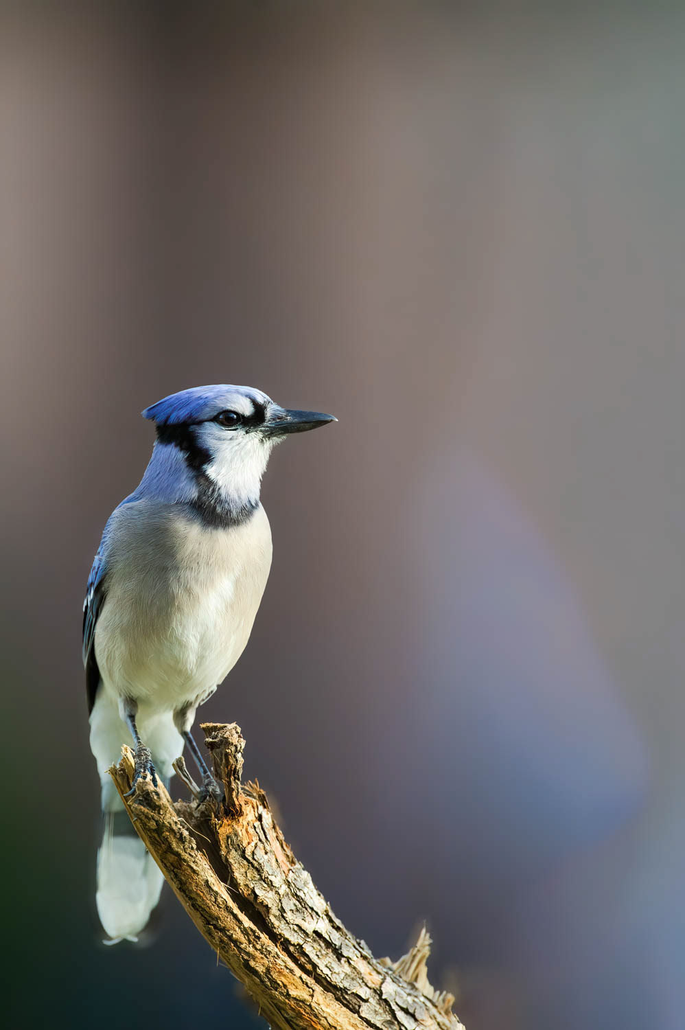 Bluejay