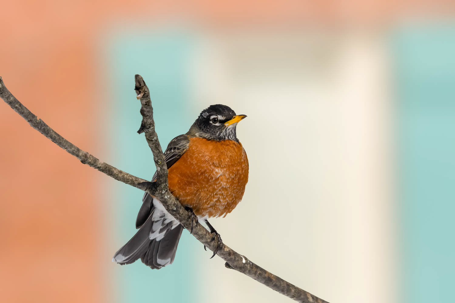 American Robin