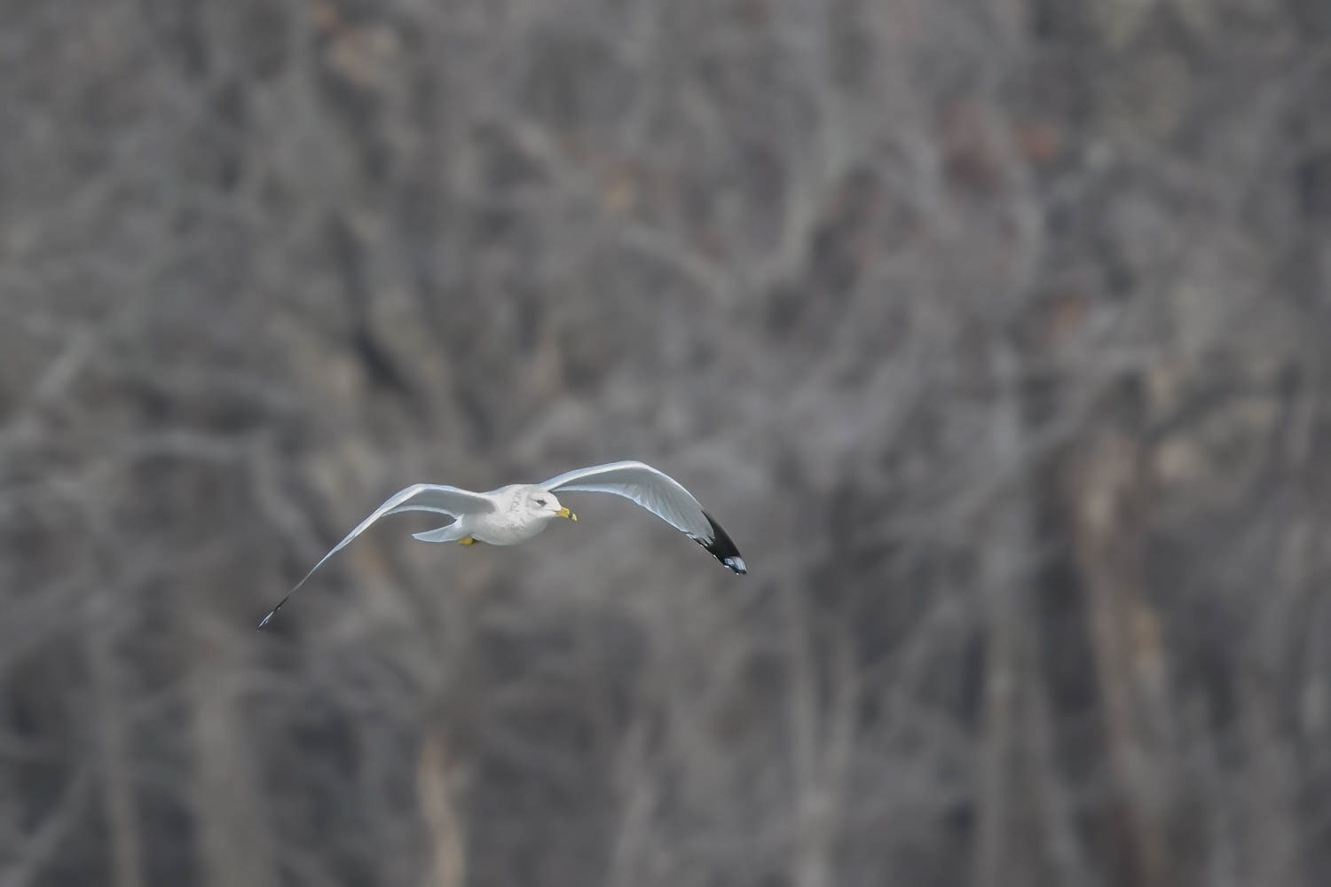 Ring-billed Gull